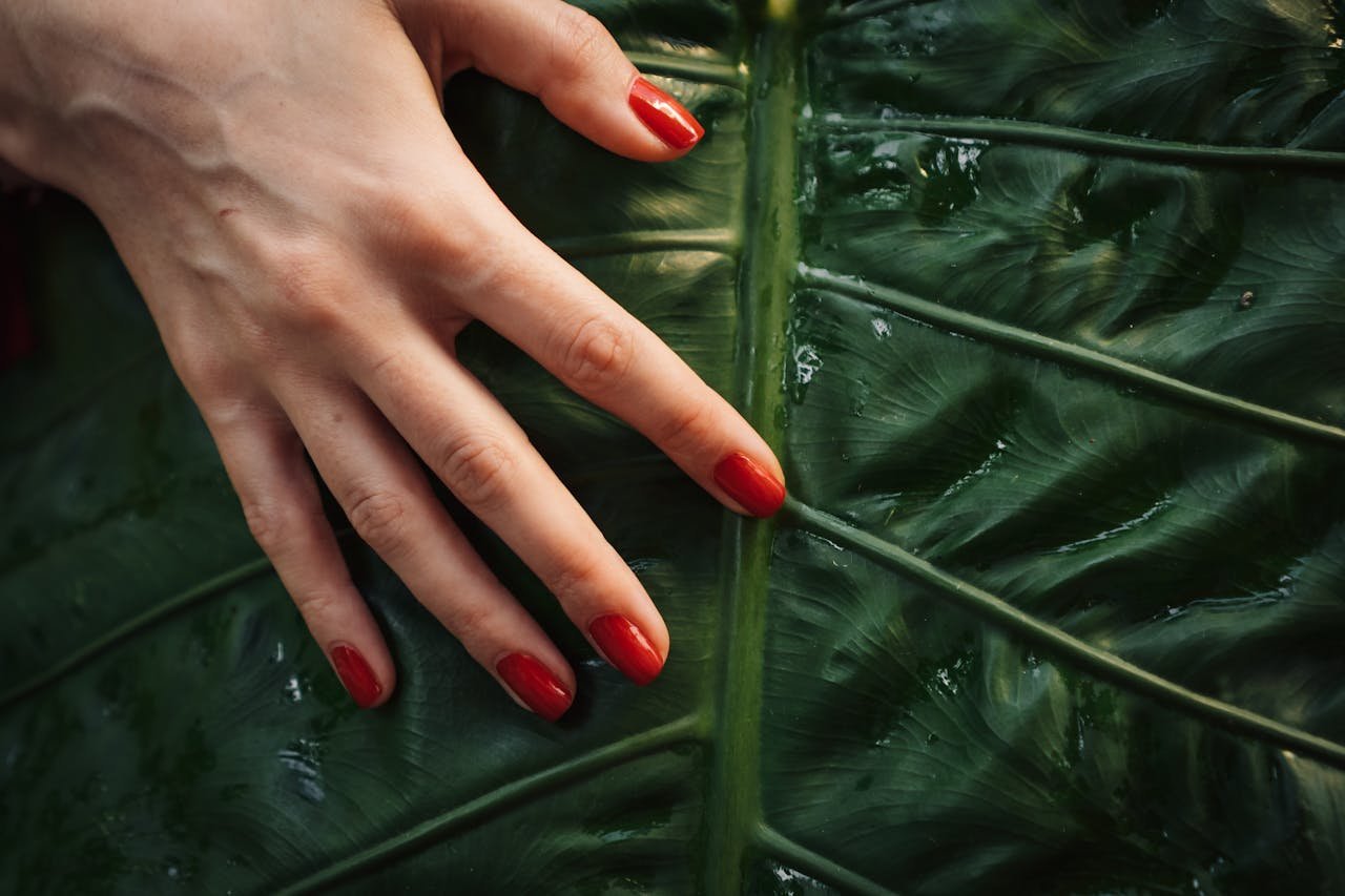 Close-up of a hand with red manicured nails touching a large green leaf.