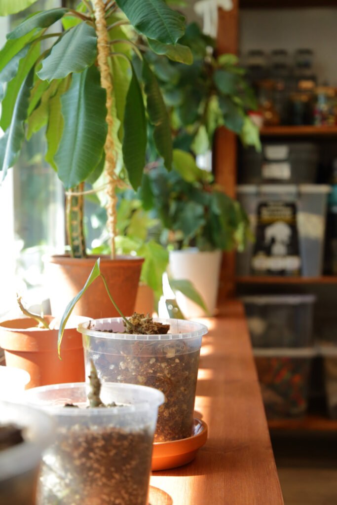 RoseMiu's House Eko-ompelimon yhteystiedot sivun kuvituskuva kasvit