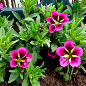 RoseMiu's House Eko-ompelimo taustakuva kukkia