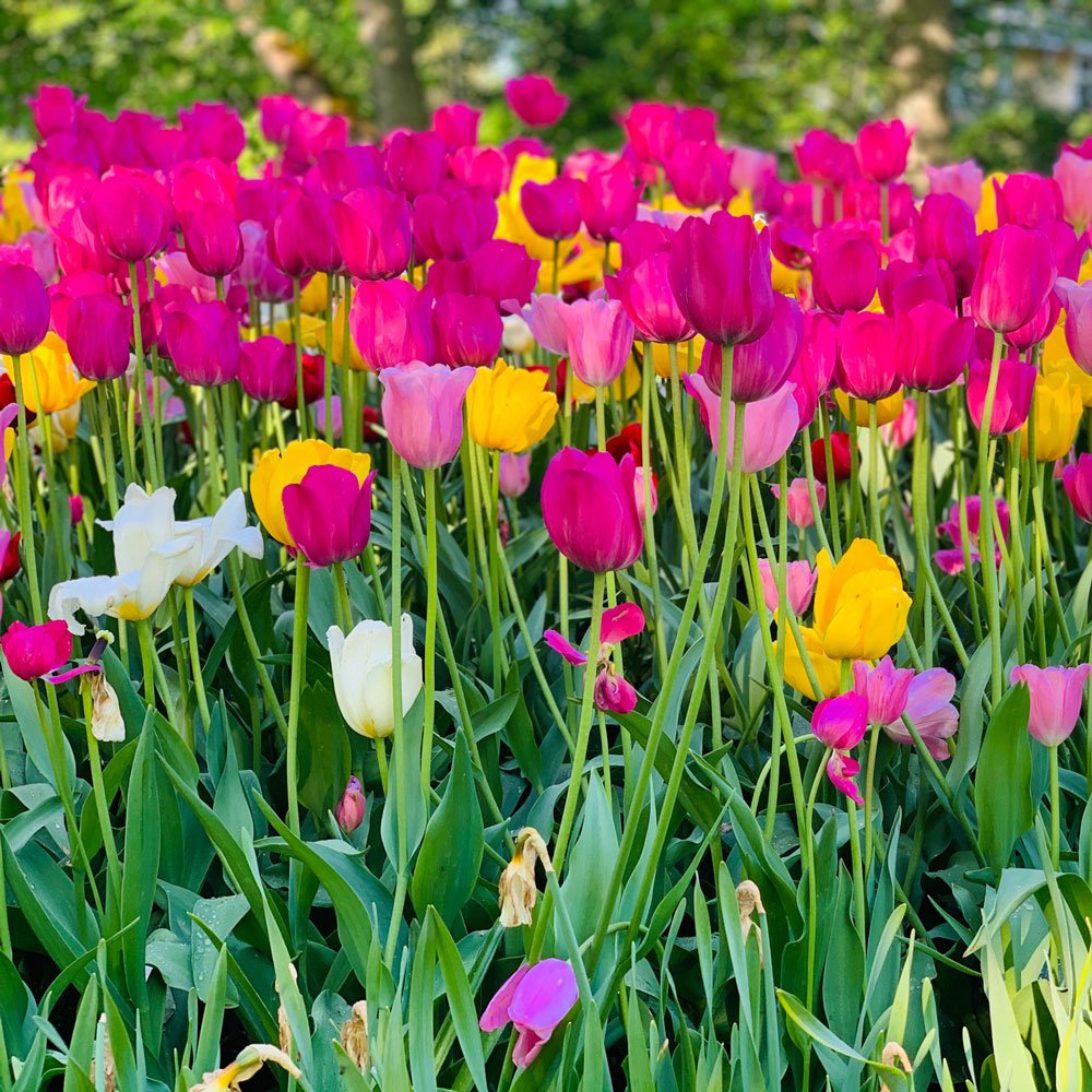 RoseMiu's House Eko-ompelimo taustakuva tuppaaneja